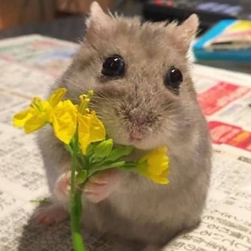 Meet your Posher, Amy